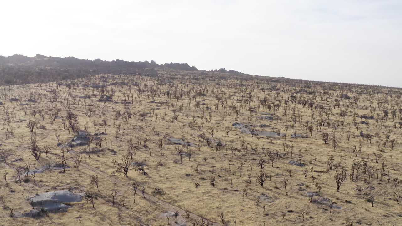 Vast Arid Landscape with Numerous Bare Trees and Rocky Outcrops