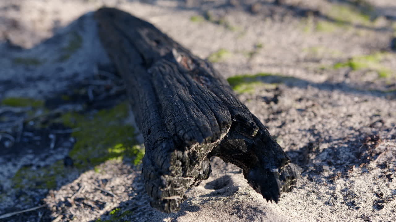 Legno carbonizzato a terra dopo un incendio