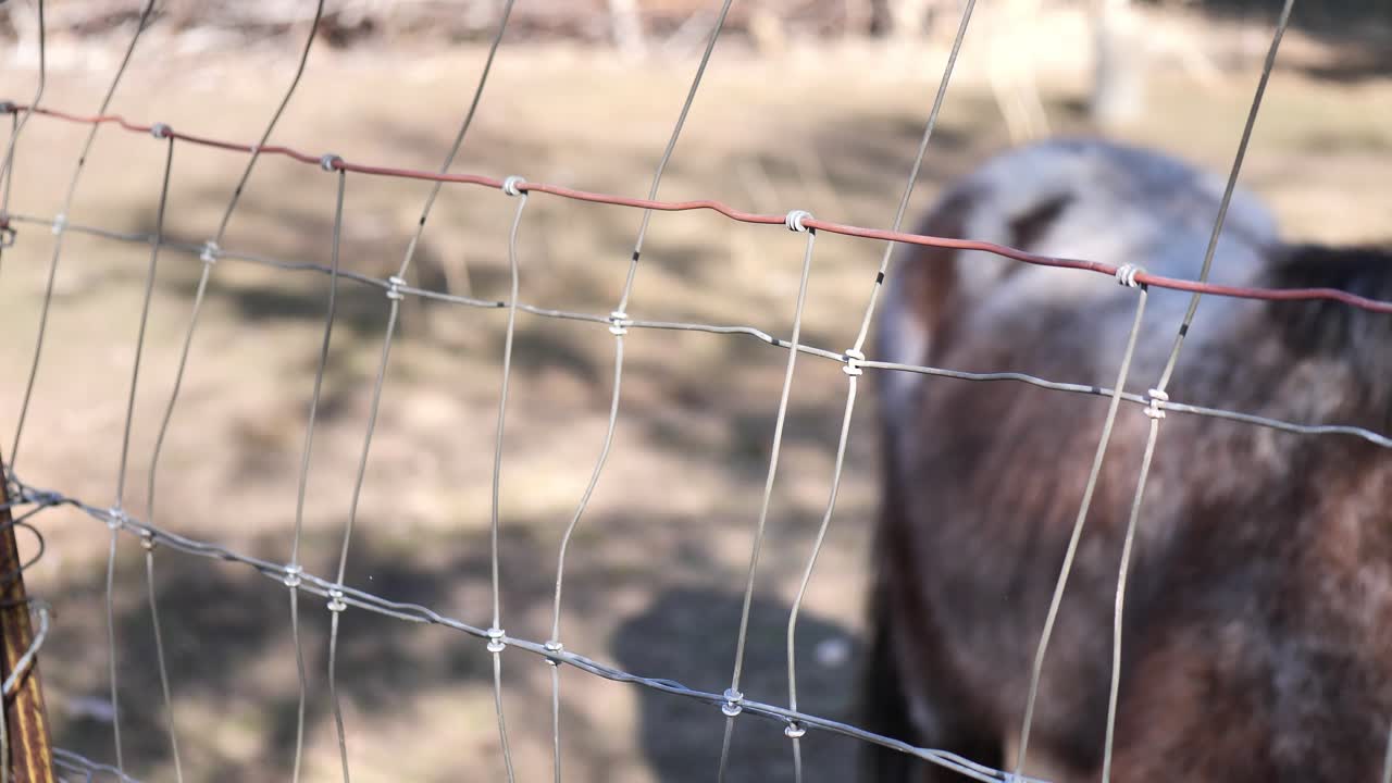 clip de adorables ponis shetland siendo alimentados con heno de paja a través de la cerca