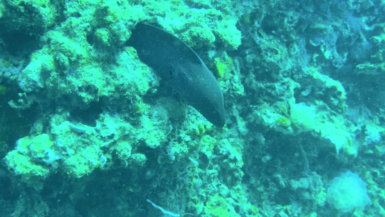 Eine Riesenmuräne ruht in einer felsigen Korallenriff-Spalte in klarem blauem Wasser.