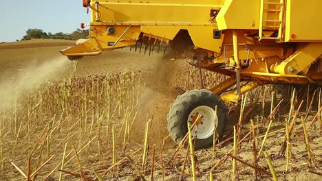 dust and scraps from the thresher as it collects sunflowers, close up shot