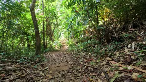 explorando un camino de bosque exuberante y verde