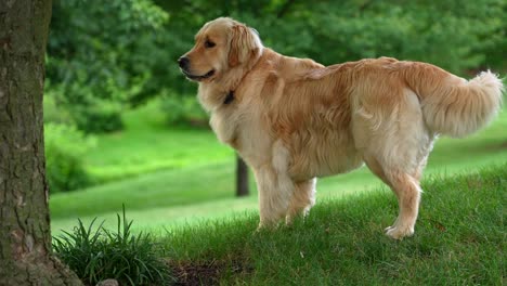 dog standing in the shade under a tree