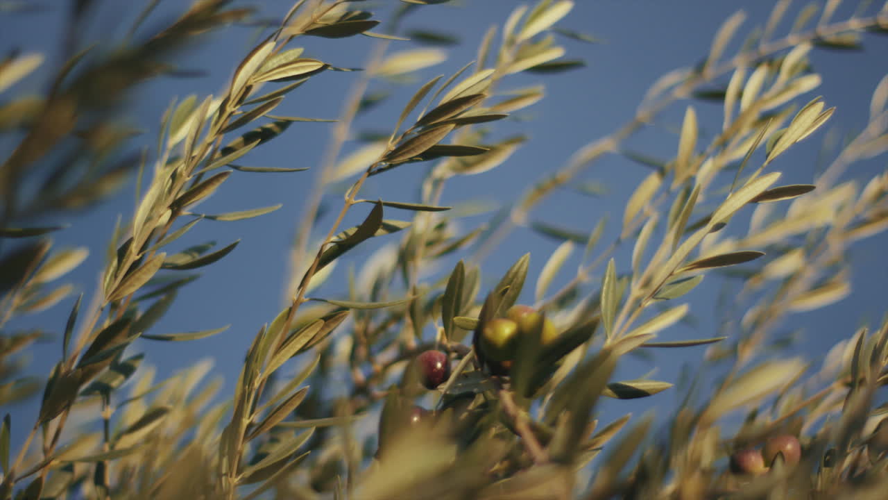 Olive tree branches and olives against a blue sky