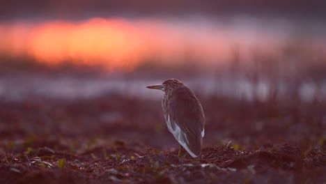 garza de estanque indio en el área de humedales justo al amanecer del invierno