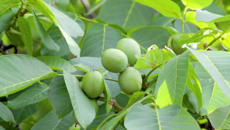 Cuatro-Nueces-Verdes-Sin-Madurar-Que-Crecen-En-Un-Nogal