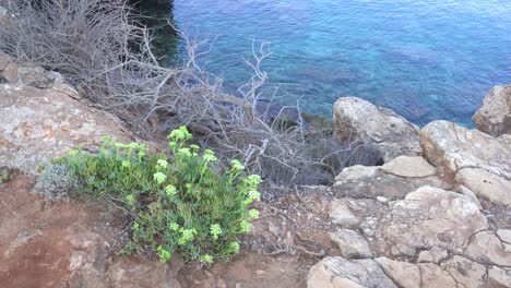 crithmum maritimum crece junto al mar en suelo rocoso, hinojo marino, con el mar de fondo