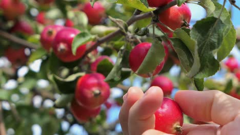 man picking red apple from tree, small apple crabapple close up