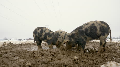 low angle shot of cute mangalica pigs searching food in muddy ground during winter