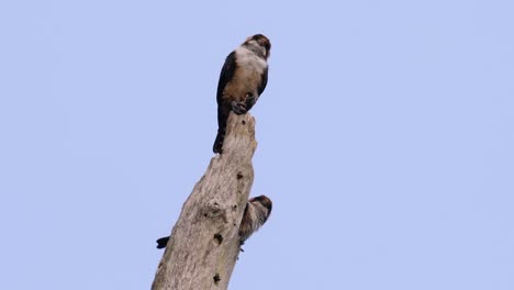 El-Falconet-De-Muslo-Negro-Es-Una-De-Las-Aves-Rapaces-Más-Pequeñas-Que-Se-Encuentran-En-Los-Bosques-De-Algunos-Países-De-Asia