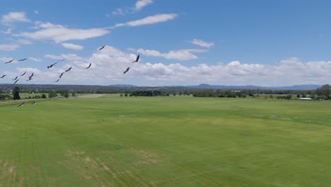 las aves ibis se elevan sobre un vasto paisaje verde
