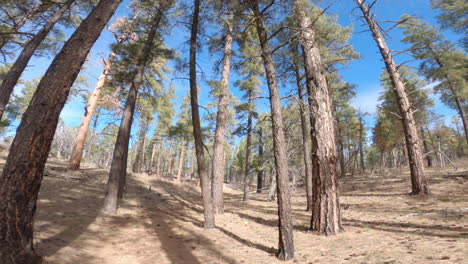 toma de gran angular de una persona caminando por el bosque