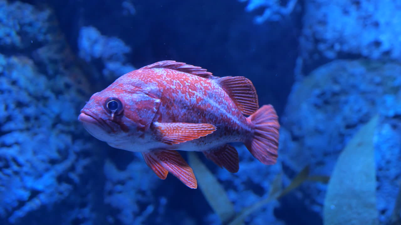 peces rojos en el acuario