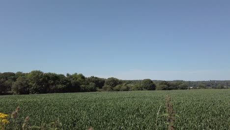 Butterfly-moves-through-agricultural-corn-field-farmland-crop-blowing-in-breeze