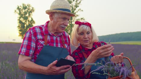 Granjeros-Mayores-Abuelo-Abuela-En-El-Campo-Cultivando-Lavanda-Examinando-La-Cosecha-En-Una-Tableta-Digital