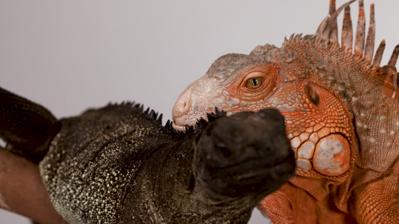 Una fotografía detallada en primer plano captura una iguana roja y una iguana negra sobre un fondo blanco