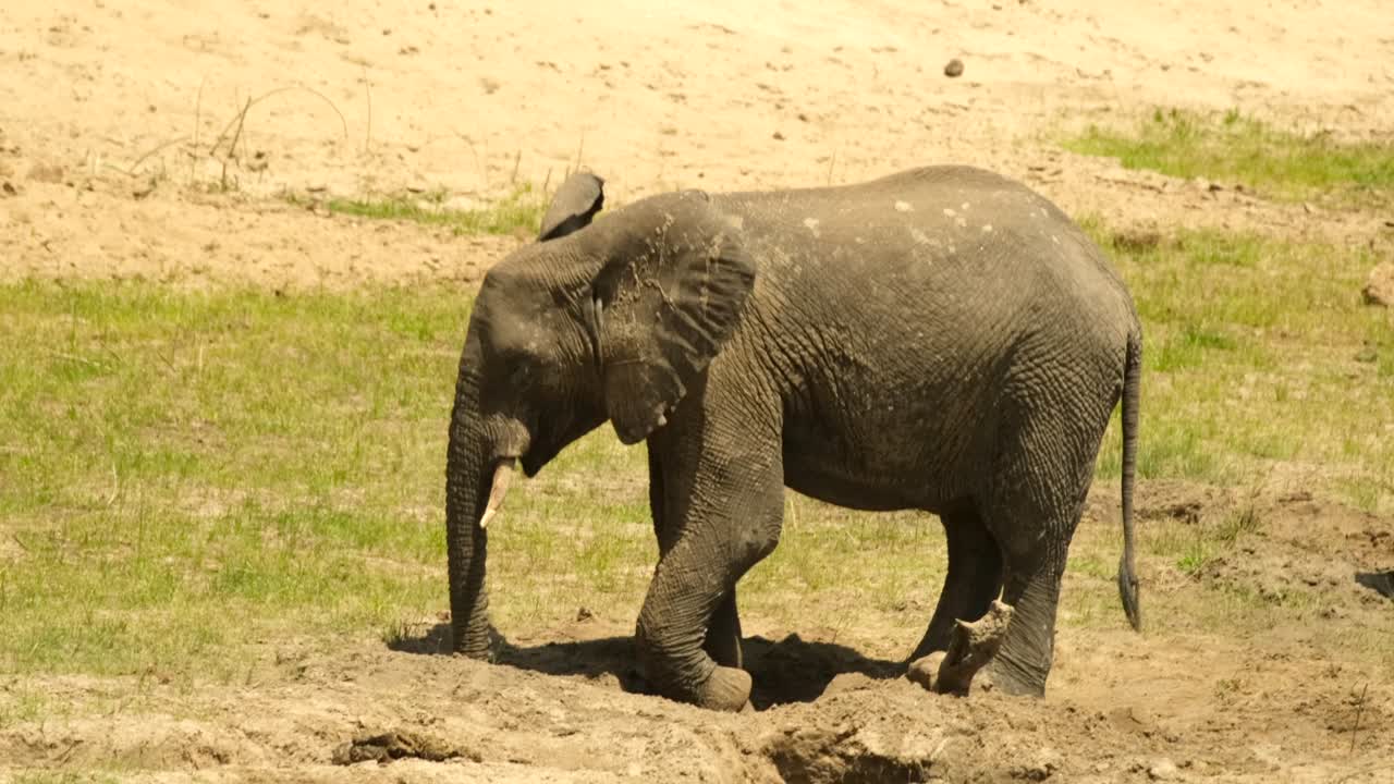 un elefante está tratando de extraer agua del suelo con su tronco