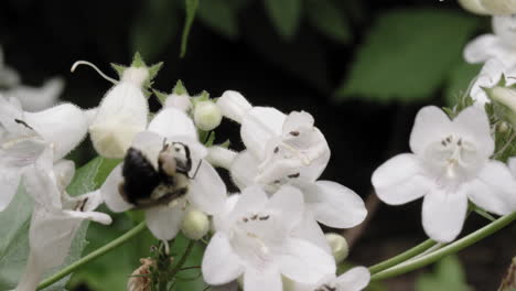 a bee pollenates white flowers on an overcast summer day