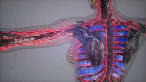 Human-Body-with-Glow-Blood-Vessels