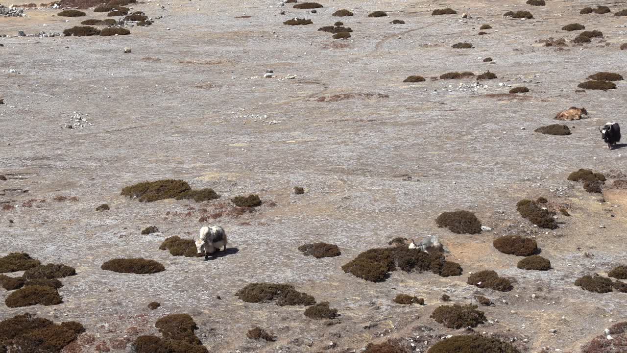 네팔의 높은 히말라야 산맥에서 고산 목초지를 즐기는 일부 야크