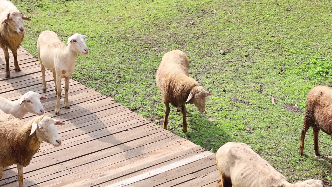 은 다리를 가로지르는 양