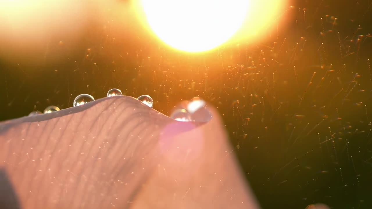黄金の陽光に輝く露のしずくが付いた花びらのクローズアップ。