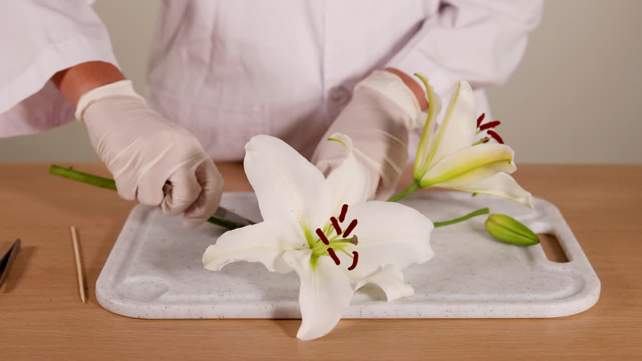 A gloved individual carefully dissects a lily flower on a tray, highlighting its anatomical features under bright lighting