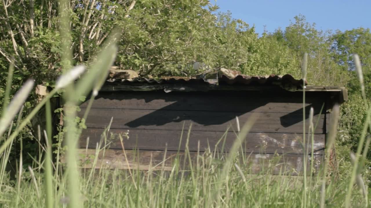 Old rickety wooden shed hidden in overgrown woodland medium panning shot