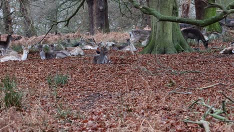 Manada-De-Gamos,-Dama-Dama,-Descansando-En-Un-Parque-Arbolado-En-Londres,-Inglaterra