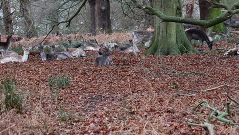 herd of fallow deer, dama dama, resting in a woodland park in london, england