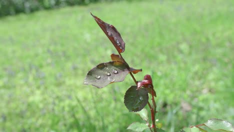 Hojas-De-Rosa-Con-Gotas-De-Lluvia,-Solitarias-Rodeadas-De-Hierba-Verde