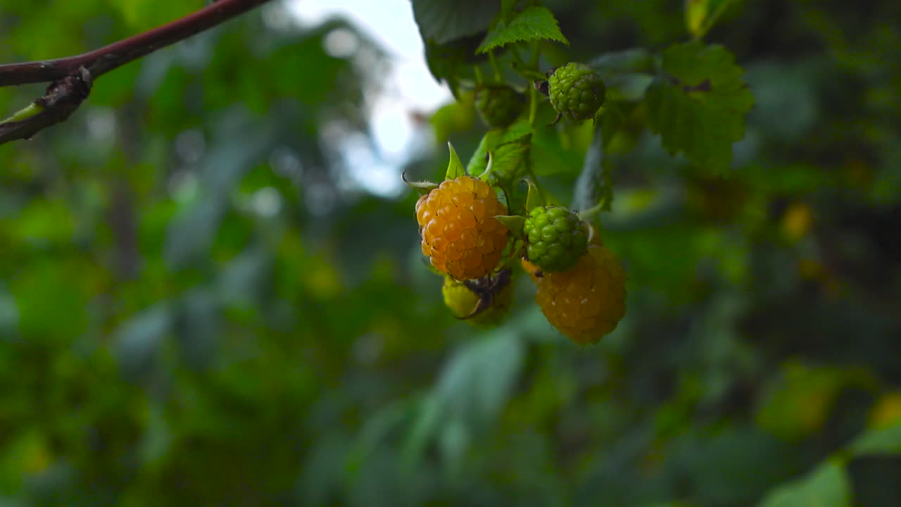 Close up view orbiting around fresh ripe and tasty yellow colored raspberries in a cloudy summer or autumn garden with bokeh blurry green leaves and white sky in the background. Branches and twigs