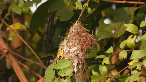 birds nest in tree . egs