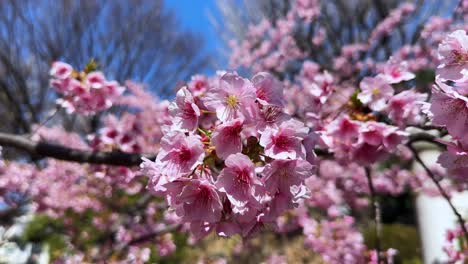 cherry blossoms in japan bloom against a bright sky, signaling spring's arrival