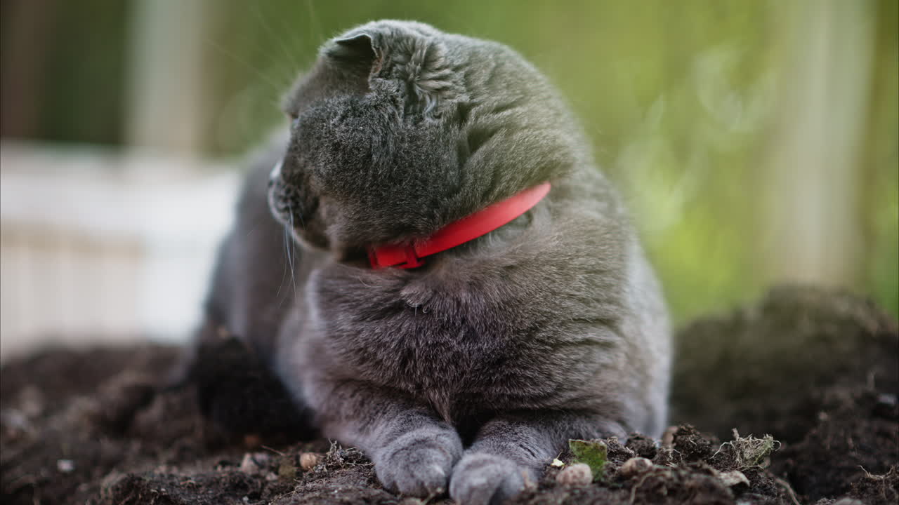 Grey Scottish Fold cat with orange eyes looking around in a garden