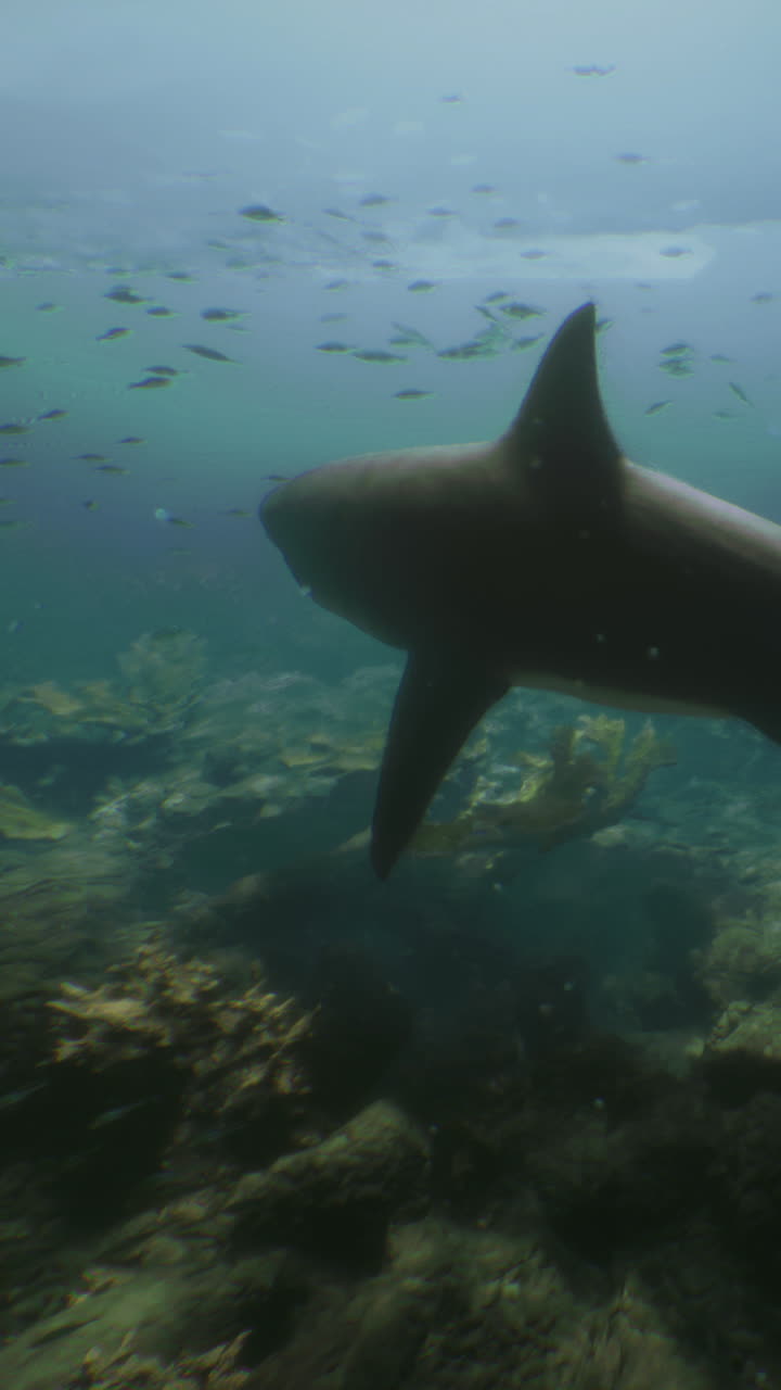 Large shark swims near ocean floor with coral