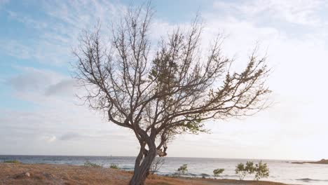 árbol-Sin-Hojas-Cerca-De-La-Costa