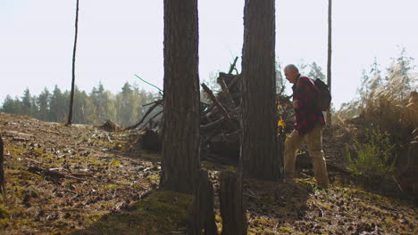 hiking of lonely aged man in pine forest at sunny fall day traveller with backpack is enjoying fresh air