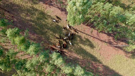 aerial view of livestock in the integrated system lavoura, livestock, forest