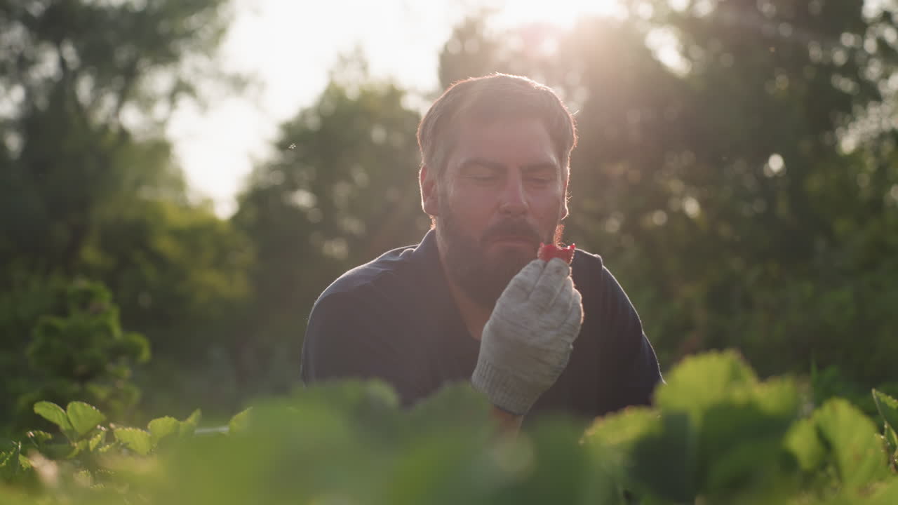 Close up of strawberry leaf backlit by sunlight glow as gardener harvests and eats ripe berry in sunlit field, focusing on hand movement, foliage detail