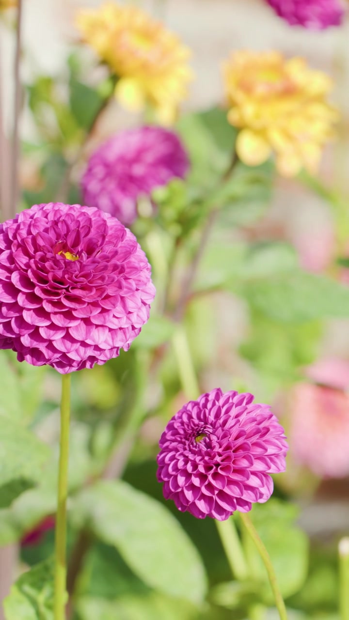 Fiori di dalia rosa che ondeggiano dolcemente all'aperto, luce solare intensa, bassa profondità di campo, messa a fuoco morbida.