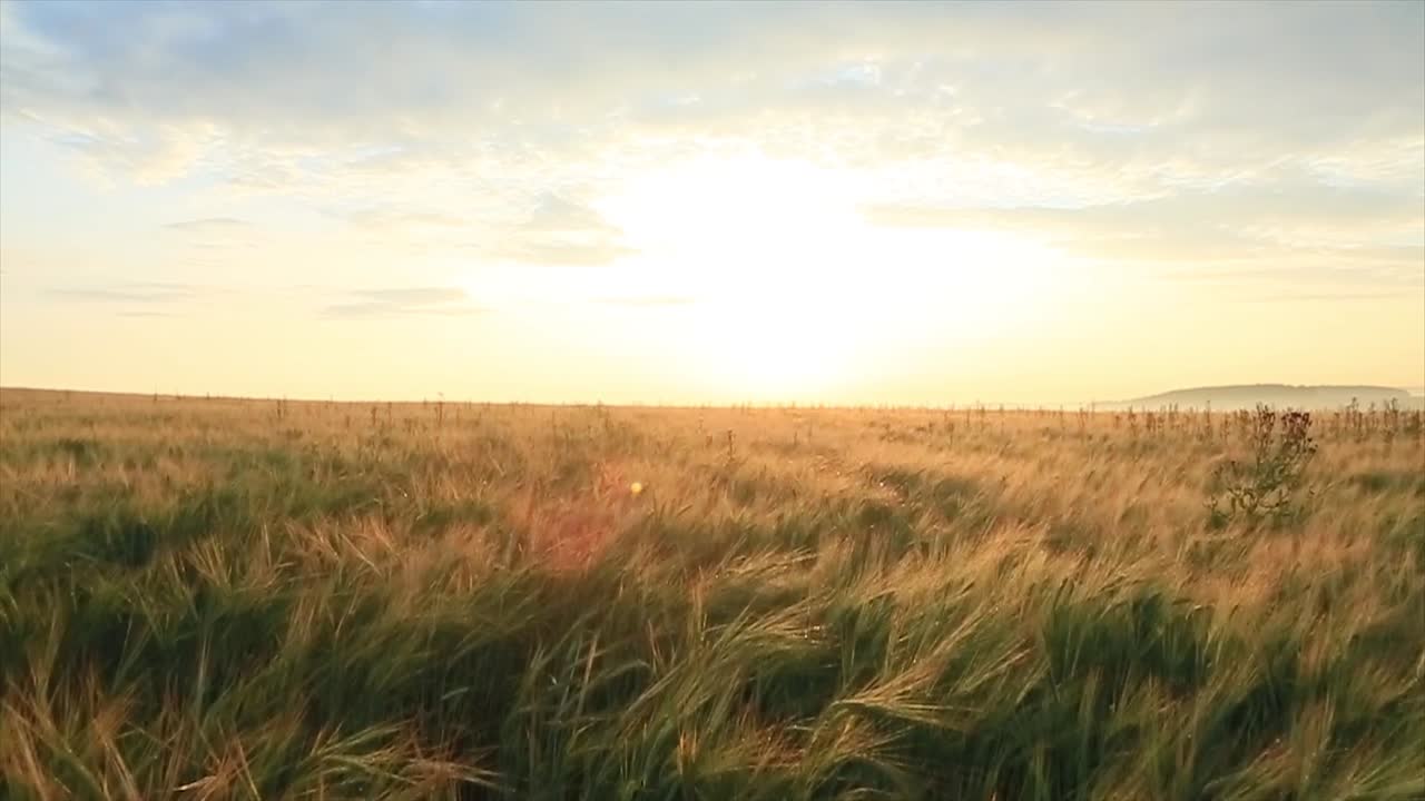 밀 위 의 해가 뜨는 것