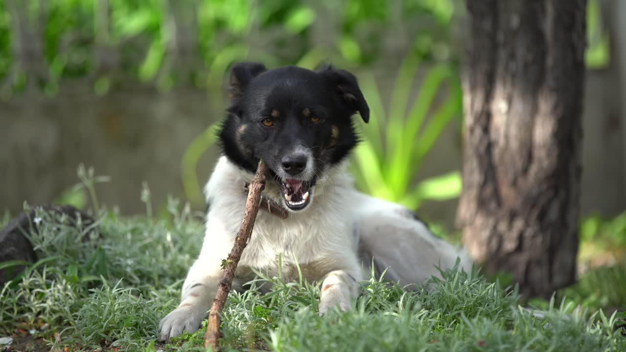 Bellissimo cane meticcio bianco e soffice.