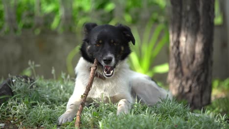 Beautiful-white-fluffy-mongrel-dog