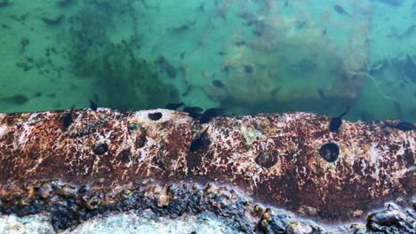 Tadpoles,-amphibian-larvae,-especially-frogs