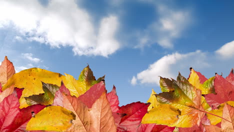 animation of autumn leaves over white clouds on blue sky background