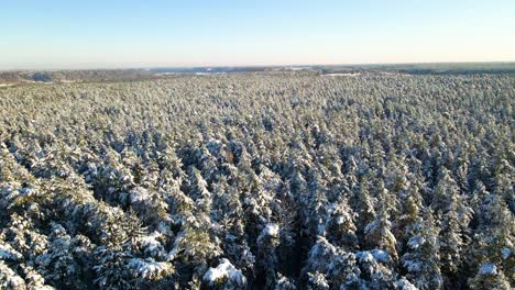 Luftaufnahme-Eines-Gefrorenen-Pinienwaldes-Mit-Schneebedeckten-Bäumen-Im-Winter