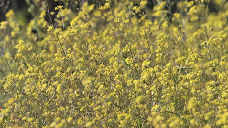 Yellow-flowers-close-up-with-a-bumblebee-south-of-France-sunny-spring