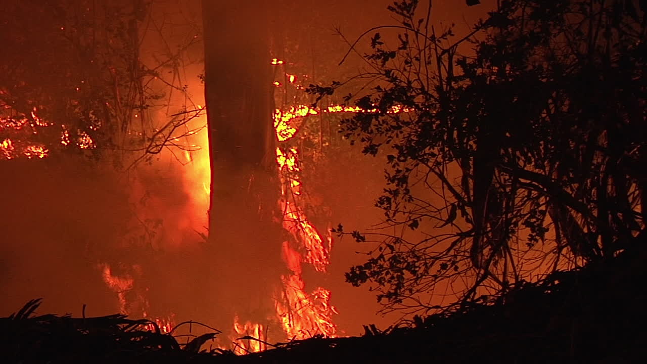 골레타 캘리포니아에서 휴일 화재 동안 화재가 숲에서 나무 줄기를 태운다