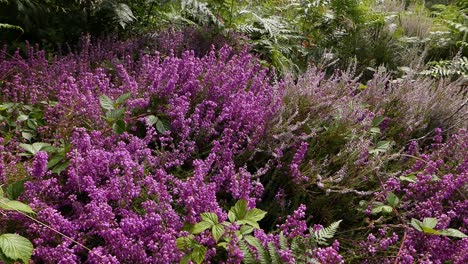 Brezo-Campanero,-Erica-Cinerea-En-Flor-Creciendo-Junto-A-La-Calluna-Vulgaris,-Que-Está-Comenzando-A-Florecer.